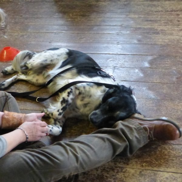 1/2 day workshop: Tellington TTOUCH – connection of trust for you and your dog