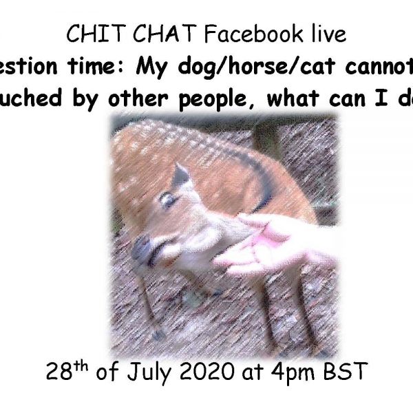 CHIT CHAT - Question time: My dog/horse/cat cannot be touched by other people, what can I do?